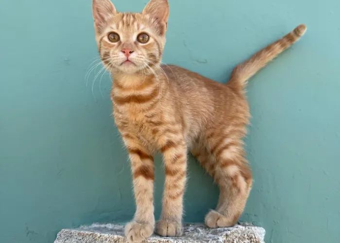 Mykonos Nest * Άνω Μερά