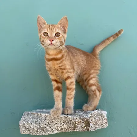 Mykonos Nest * アノ・メラ